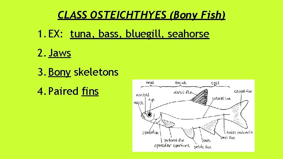 CLASS OSTEICHTHYES (Bony Fish) 1. EX: tuna, bass, bluegill, seahorse 2. Jaws 3. Bony