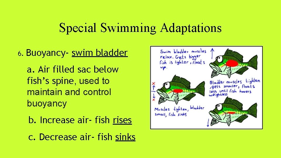 Special Swimming Adaptations 6. Buoyancy- swim bladder a. Air filled sac below fish’s spine,