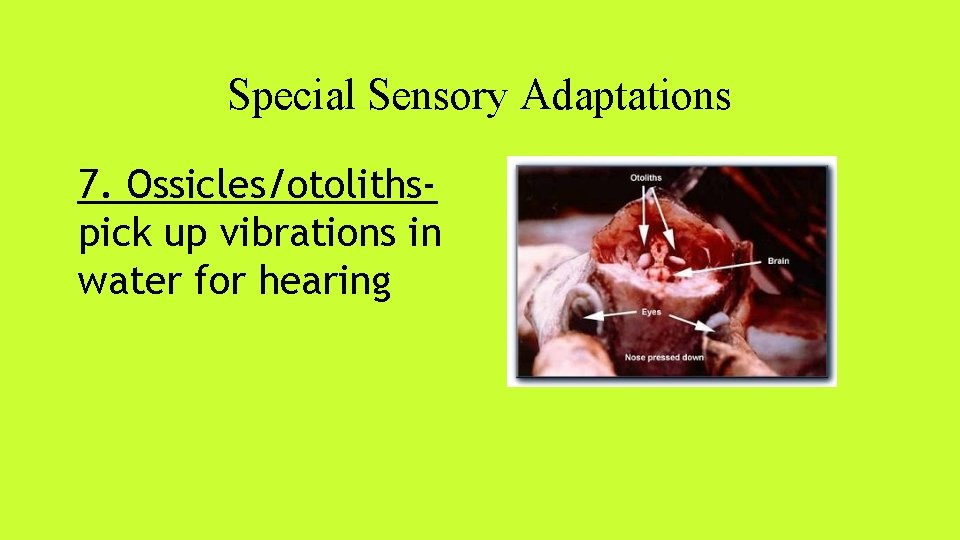 Special Sensory Adaptations 7. Ossicles/otolithspick up vibrations in water for hearing 