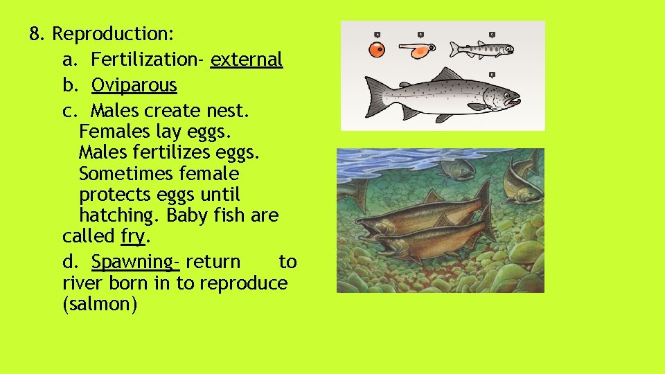 8. Reproduction: a. Fertilization- external b. Oviparous c. Males create nest. Females lay eggs.