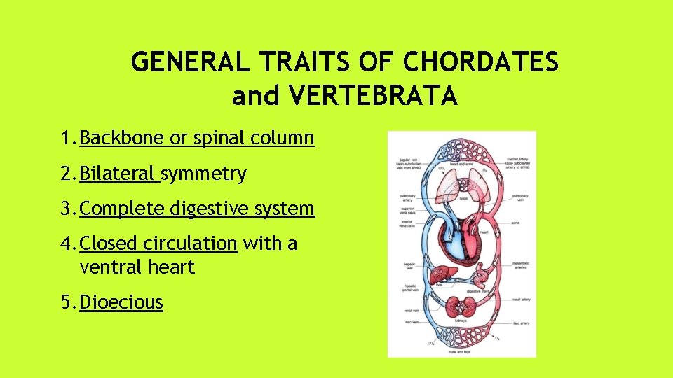 GENERAL TRAITS OF CHORDATES and VERTEBRATA 1. Backbone or spinal column 2. Bilateral symmetry