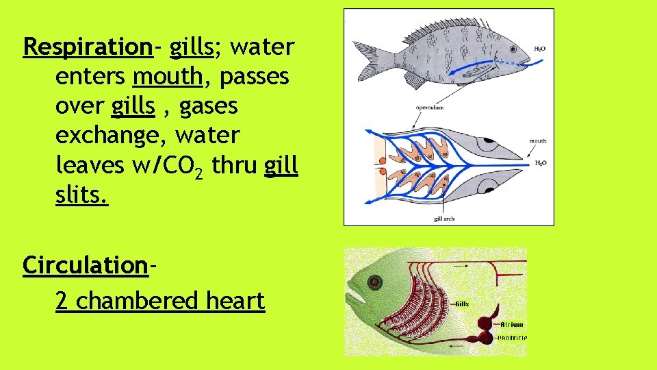 Respiration- gills; water enters mouth, passes over gills , gases exchange, water leaves w/CO