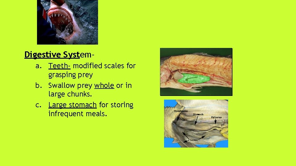 Digestive Systema. Teeth- modified scales for grasping prey b. Swallow prey whole or in