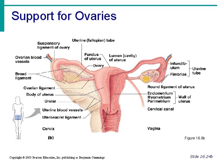 Support for Ovaries Figure 16. 8 b Copyright © 2003 Pearson Education, Inc. publishing