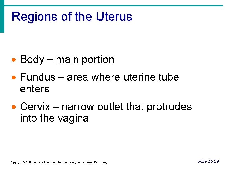 Regions of the Uterus · Body – main portion · Fundus – area where