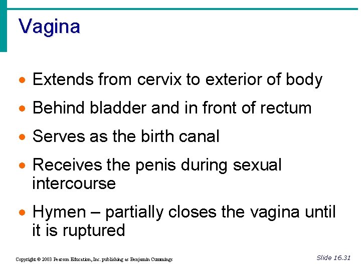 Vagina · Extends from cervix to exterior of body · Behind bladder and in