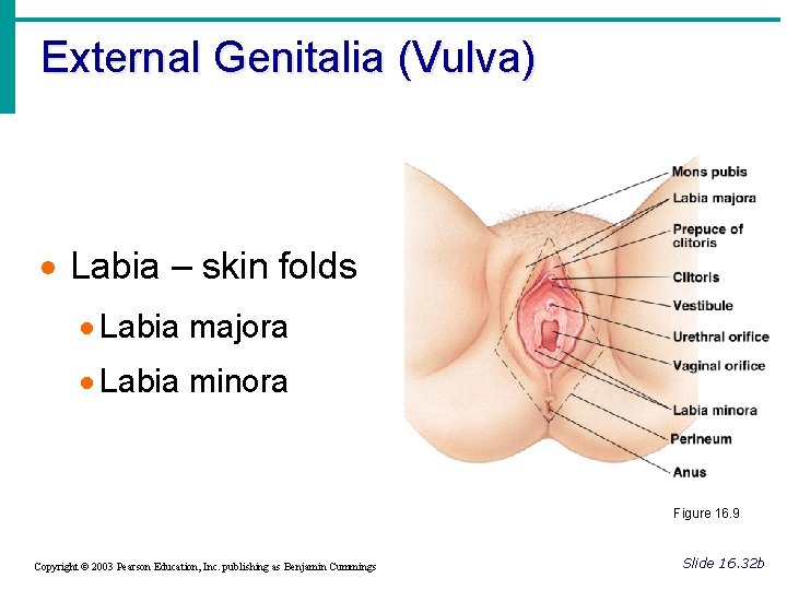 External Genitalia (Vulva) · Labia – skin folds · Labia majora · Labia minora