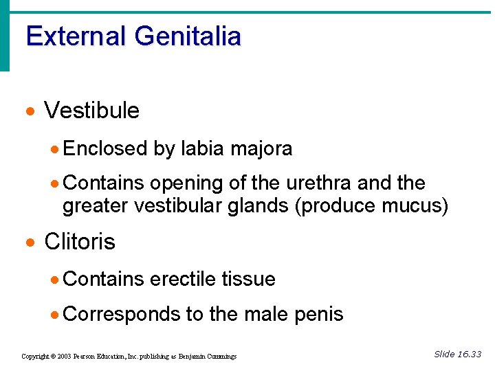 External Genitalia · Vestibule · Enclosed by labia majora · Contains opening of the