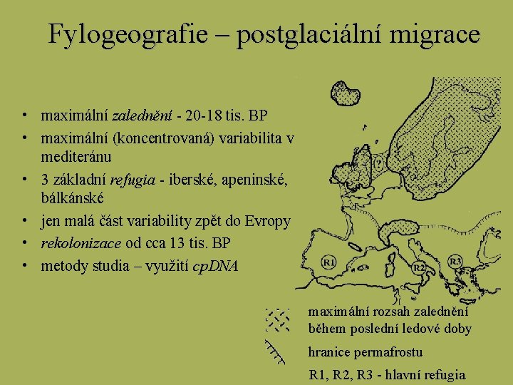 Fylogeografie – postglaciální migrace • maximální zalednění - 20 -18 tis. BP • maximální