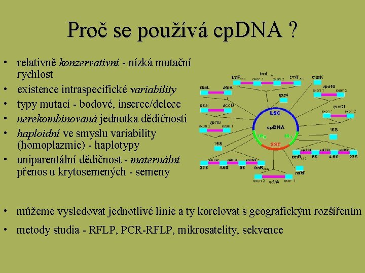 Proč se používá cp. DNA ? • relativně konzervativní - nízká mutační rychlost •