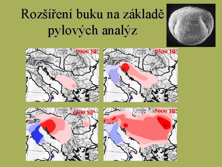 Rozšíření buku na základě pylových analýz 