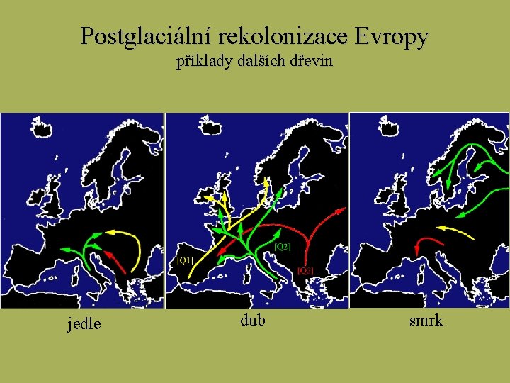 Postglaciální rekolonizace Evropy příklady dalších dřevin jedle dub smrk 