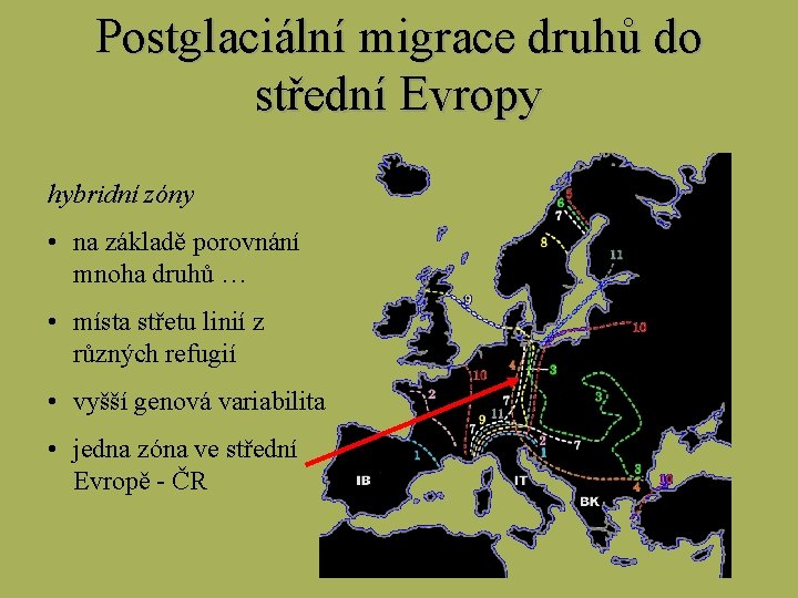 Postglaciální migrace druhů do střední Evropy hybridní zóny • na základě porovnání mnoha druhů