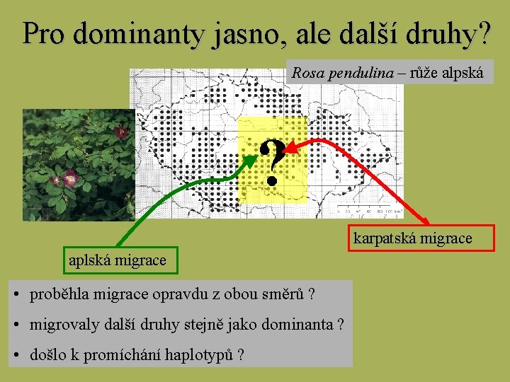 Pro dominanty jasno, ale další druhy? Rosa pendulina – růže alpská ? karpatská migrace