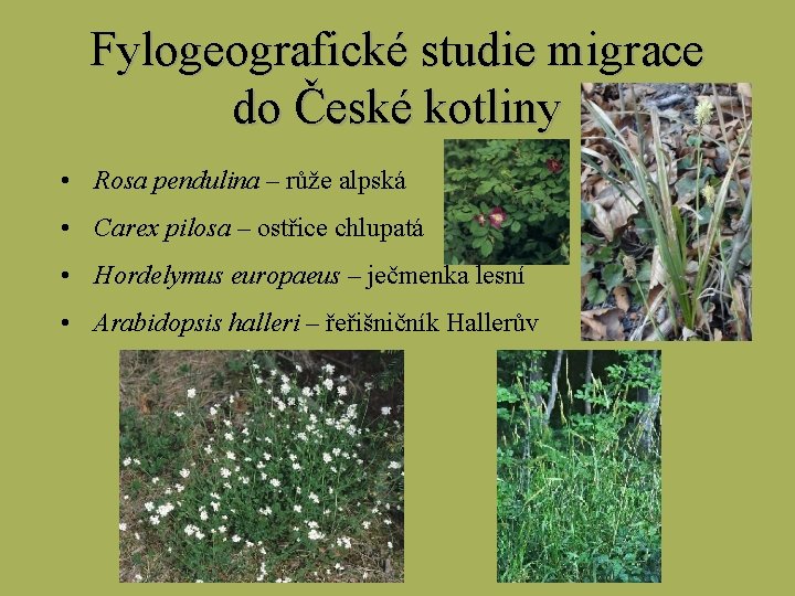 Fylogeografické studie migrace do České kotliny • Rosa pendulina – růže alpská • Carex
