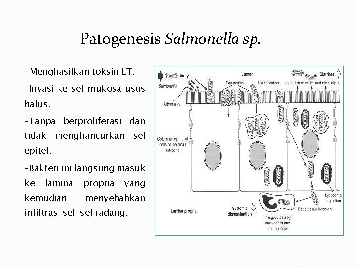 Patogenesis Salmonella sp. -Menghasilkan toksin LT. –Invasi ke sel mukosa usus halus. –Tanpa berproliferasi