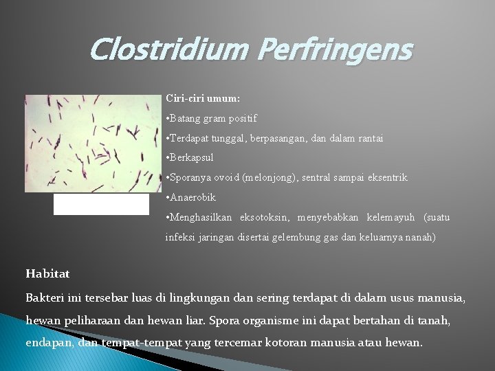Clostridium Perfringens Ciri-ciri umum: • Batang gram positif • Terdapat tunggal, berpasangan, dan dalam