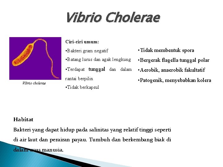 Vibrio Cholerae Ciri-ciri umum: Vibrio cholerae • Bakteri gram negatif • Tidak membentuk spora