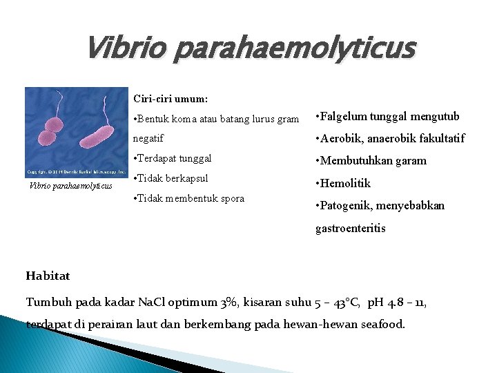 Vibrio parahaemolyticus Ciri-ciri umum: Vibrio parahaemolyticus • Bentuk koma atau batang lurus gram •