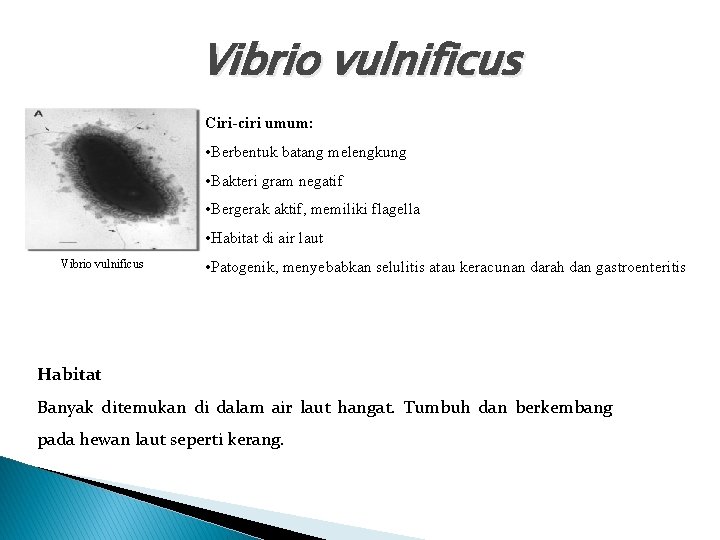 Vibrio vulnificus Ciri-ciri umum: • Berbentuk batang melengkung • Bakteri gram negatif • Bergerak