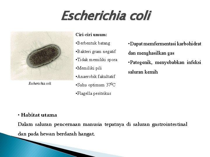 Escherichia coli Ciri-ciri umum: • Berbentuk batang • Dapat memfermentasi karbohidrat • Bakteri gram