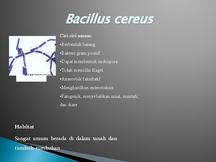 Bacillus cereus Ciri-ciri umum: • Berbentuk batang • Bakteri gram positif • Dapat membentuk
