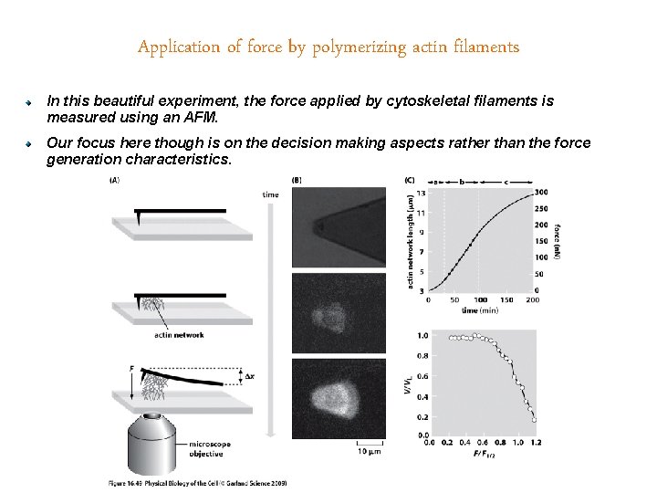 Application of force by polymerizing actin filaments In this beautiful experiment, the force applied