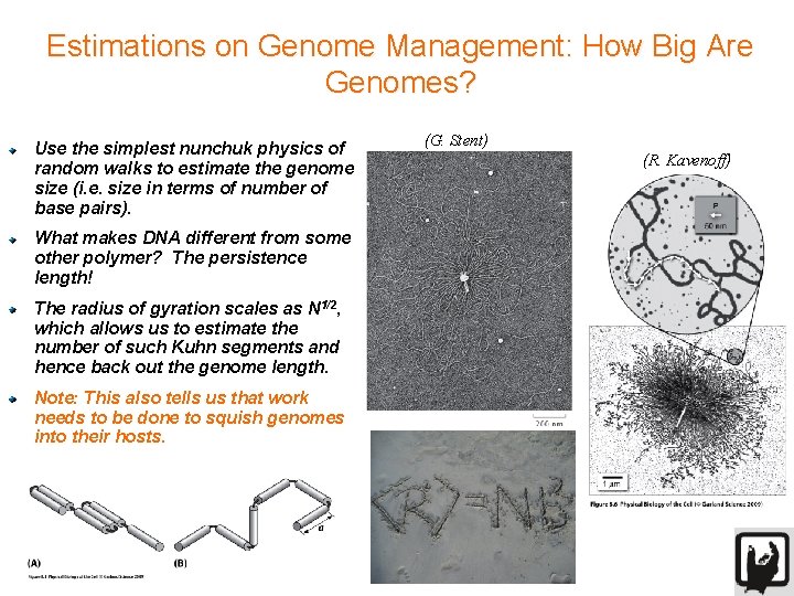 Estimations on Genome Management: How Big Are Genomes? Use the simplest nunchuk physics of