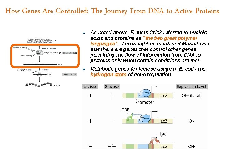 How Genes Are Controlled: The Journey From DNA to Active Proteins As noted above,