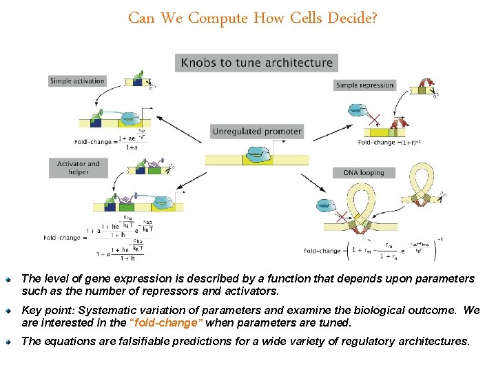 Can We Compute How Cells Decide? The level of gene expression is described by