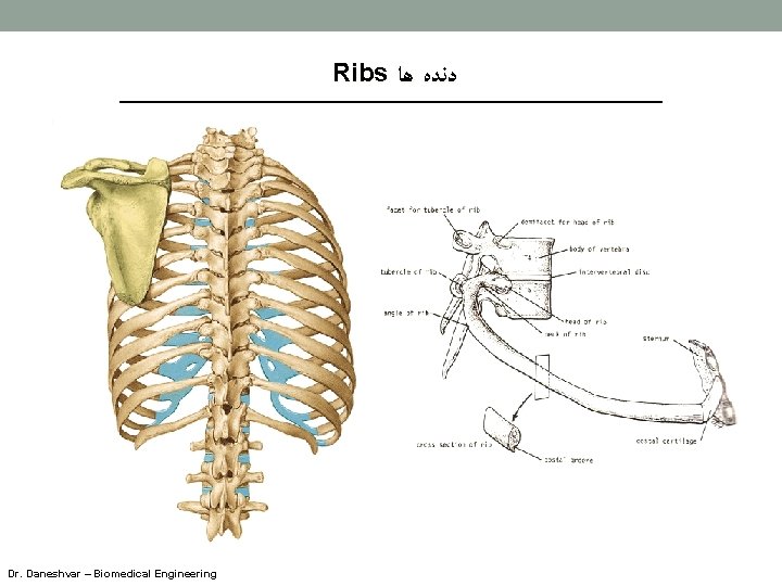 Ribs ﺩﻧﺪﻩ ﻫﺎ Dr. Daneshvar – Biomedical Engineering 
