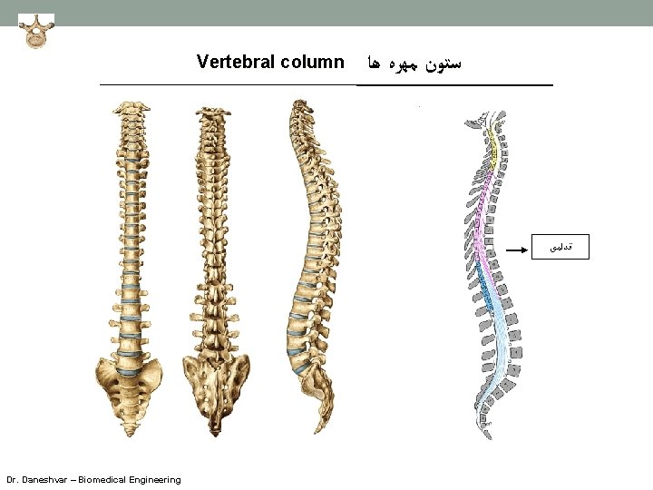 Vertebral column ﺳﺘﻮﻥ ﻣﻬﺮﻩ ﻫﺎ ﻗﺪﺍﻣی Dr. Daneshvar – Biomedical Engineering 