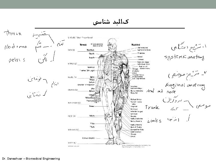  کﺎﻟﺒﺪ ﺷﻨﺎﺳی Dr. Daneshvar – Biomedical Engineering 