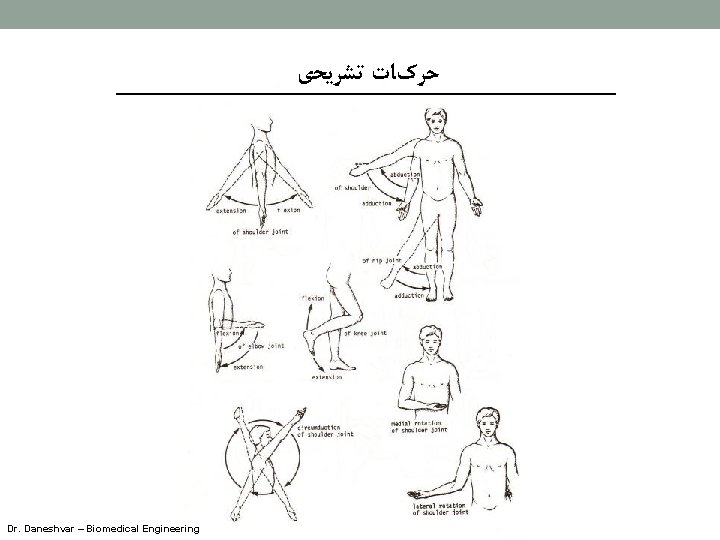  ﺣﺮکﺎﺕ ﺗﺸﺮﻳﺤی Dr. Daneshvar – Biomedical Engineering 