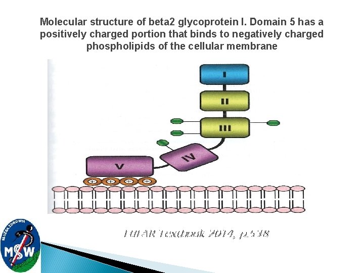 Molecular structure of beta 2 glycoprotein I. Domain 5 has a positively charged portion