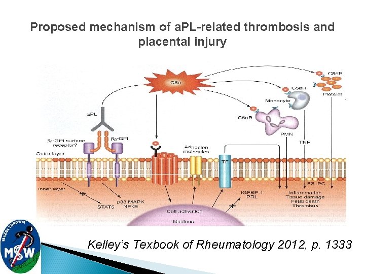 Proposed mechanism of a. PL-related thrombosis and placental injury Kelley’s Texbook of Rheumatology 2012,