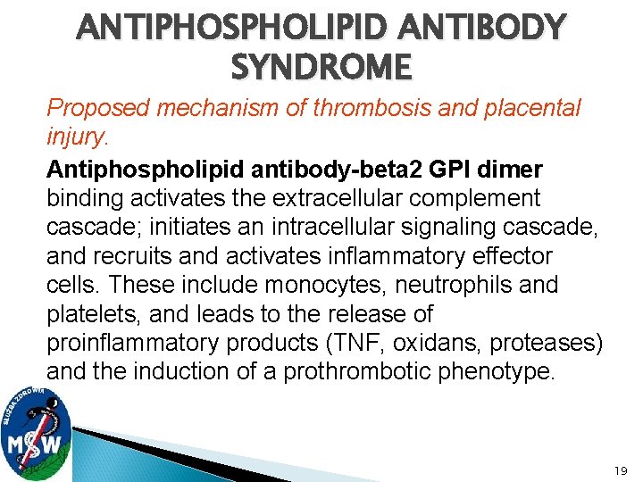 ANTIPHOSPHOLIPID ANTIBODY SYNDROME Proposed mechanism of thrombosis and placental injury. Antiphospholipid antibody-beta 2 GPI