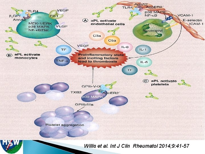 Willis et al. Int J Clin Rheumatol 2014; 9: 41 -57 