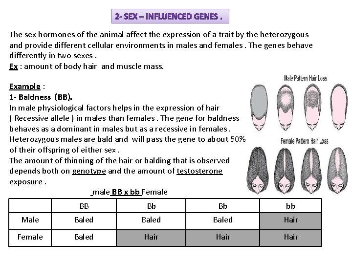 The sex hormones of the animal affect the expression of a trait by the