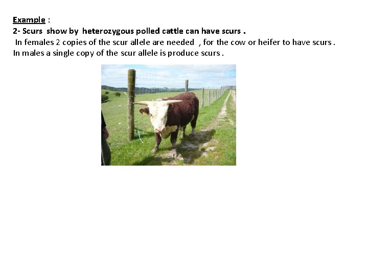 Example : 2 - Scurs show by heterozygous polled cattle can have scurs. In