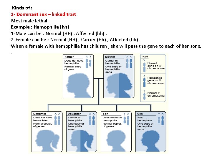 Kinds of : 1 - Dominant sex – linked trait Most male lethal Example