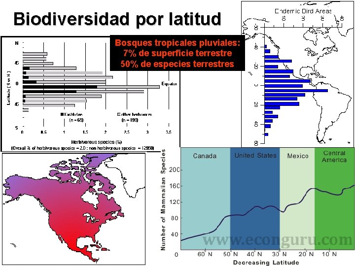 Biodiversidad por latitud Bosques tropicales pluviales: 7% de superficie terrestre 50% de especies terrestres