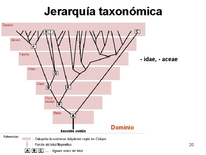 Jerarquía taxonómica - idae, - aceae Dominio 20 