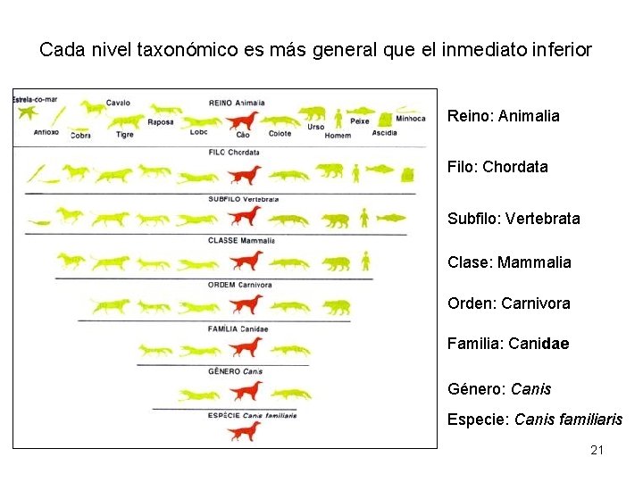 Cada nivel taxonómico es más general que el inmediato inferior Reino: Animalia Filo: Chordata