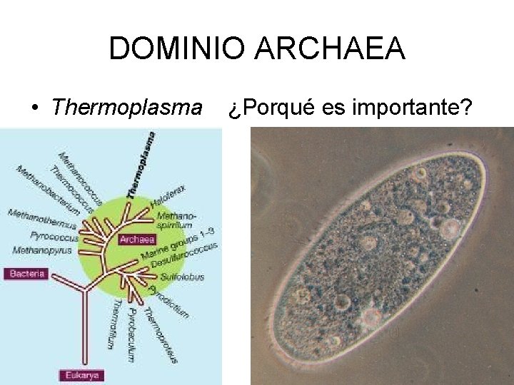 DOMINIO ARCHAEA • Thermoplasma ¿Porqué es importante? 25 