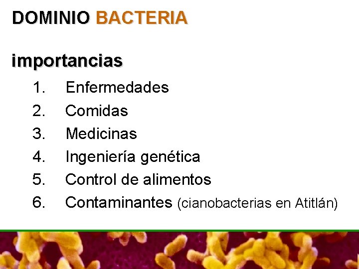 DOMINIO BACTERIA importancias 1. 2. 3. 4. 5. 6. Enfermedades Comidas Medicinas Ingeniería genética