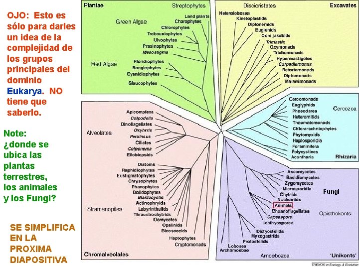 OJO: Esto es sólo para darles un idea de la complejidad de los grupos