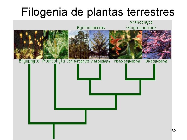 Filogenia de plantas terrestres 32 