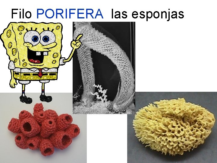 Filo PORIFERA las esponjas 36 