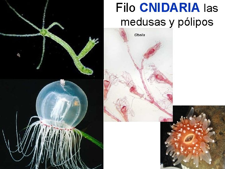 Filo CNIDARIA las medusas y pólipos 37 